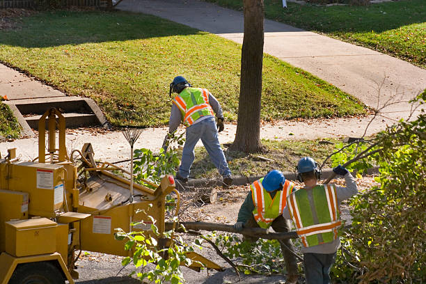 Reliable Womelsdorf, PA Tree Care Services Solutions